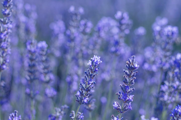 Detail of lavender purple flowers