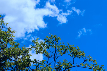 Nature Background.Nature photo of tree.Green Background Of Leaves Over  Blue Sky Background, Close-Up.
