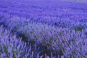 Fototapeta na wymiar Blue lavender fields