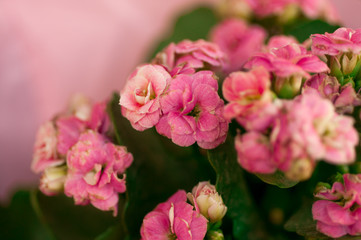 pink garden flowers
