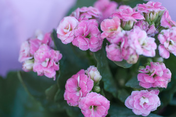 Obraz premium Purple garden flowers