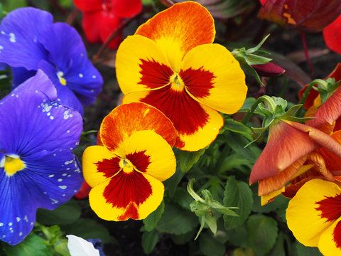 Fototapeta Pansy flower yellow, orange, red and purple with green leaves