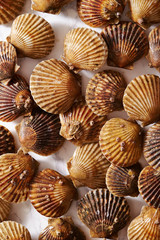 Scallop on marble stone table