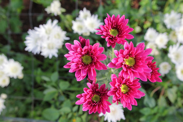 Beautiful multi colored flowers in plantation with the morning light.