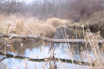River reflection winter scene close up plants