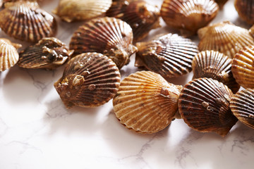 Scallop on marble stone table