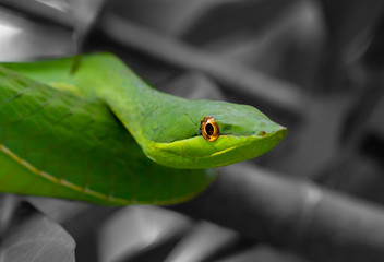 green vine snake with black and white background 