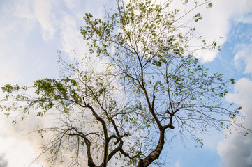 I slept under a tree 2