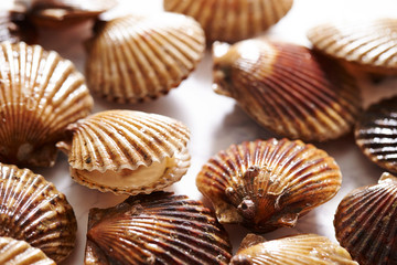 Scallop on marble stone table