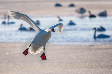 Swan landing on frozen lake.
