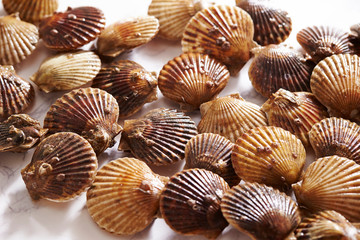 Scallop on marble stone table