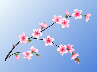Peach blossom branch vector illustration.