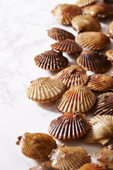 Scallop on marble stone table