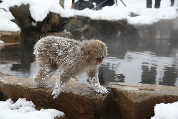 Japanese monkey in Jigokudani Monkey Park in Nagano Prefecture, Japan