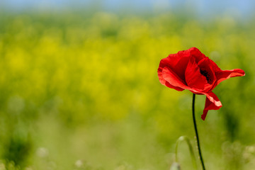 spring flowers on the meadow, poppy