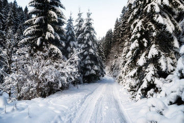 Obraz premium Snowy road in winter forest