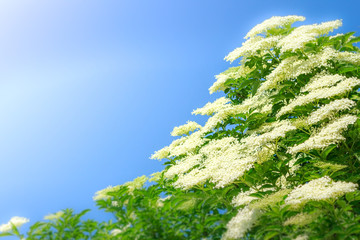 spring flowers on the meadow, elderberry