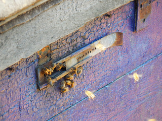 A bee flies into its hive house with nectar in the fall