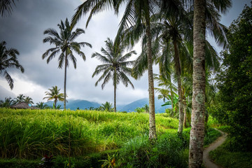 Fototapeta na wymiar Paddy field rice terraces, Munduk, Bali, Indonesia