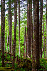 Obraz premium trees in the forest