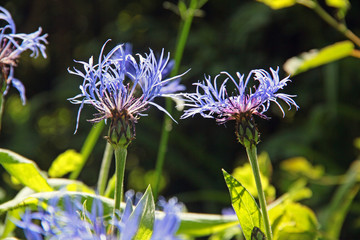 Kornblumen