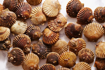 Scallop on marble stone table
