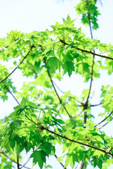 Fototapeta na wymiar green leaves of tree in spring