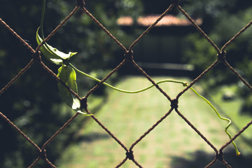 fence with barbed wire and plant