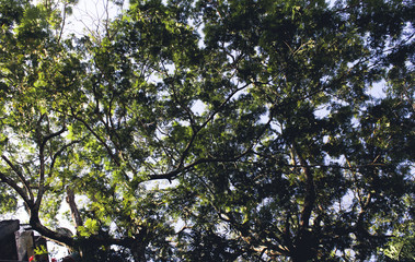tree in spring