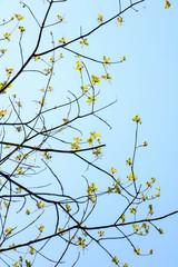 branch of tree with leaves on blue sky