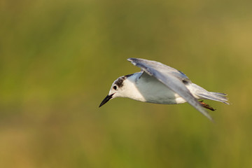 A seagull bird in flight in early morning at nature near a lake. 