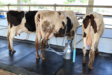 Cow milking facility and mechanized milking equipment
