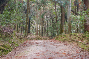 the way into natural green wood forest.