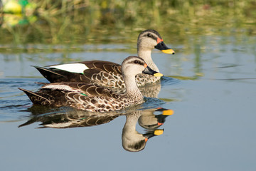 Spot billed duck bird in early morning at river bathing and searching for food in golden light in nature