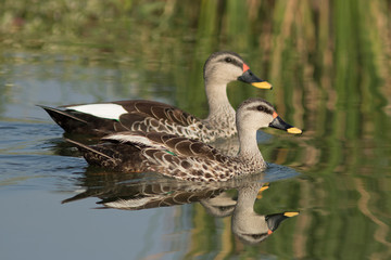 Spot billed duck bird in early morning at river bathing and searching for food in golden light in nature