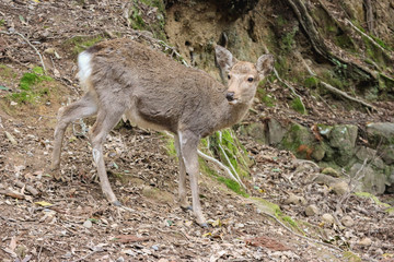 Japanese wild friendly cute deer at Nara national public park.