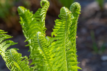  spring bright green fern background