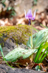 岩場に咲くカタクリの花