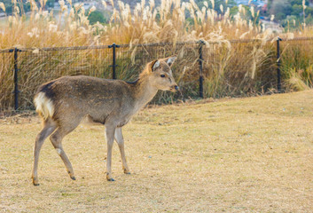 Japanese wild friendly deer at the top of Wakakusa Mountain, Nara national park.