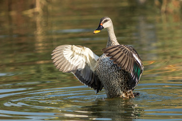 Obraz premium Spot billed duck bird in early morning at river bathing and searching for food in golden light in nature