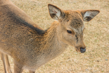 Japanese wild friendly deer at the top of Wakakusa Mountain, Nara national park.