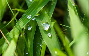 Drops of water on the green grass after rain, macro