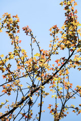 autumn leaves against blue sky