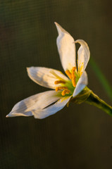 decorative white flower rain lily Zephyranthes grandiflora