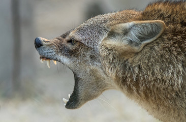 A Golden jackal animal in anger and fight mode in nature.  - obrazy, fototapety, plakaty