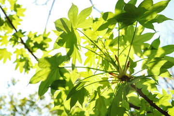 green leaves of tree
