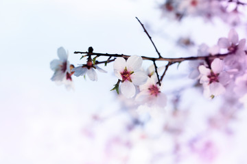 Beautiful spring flowers
