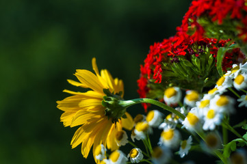 a bouquet of bright spring flowers of various types