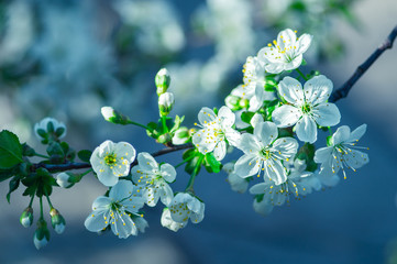 white blossom flowers on tree in springtime