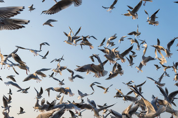 A group of seagulls bird flying at lake in early morning in nature with blue sky in golden light. 